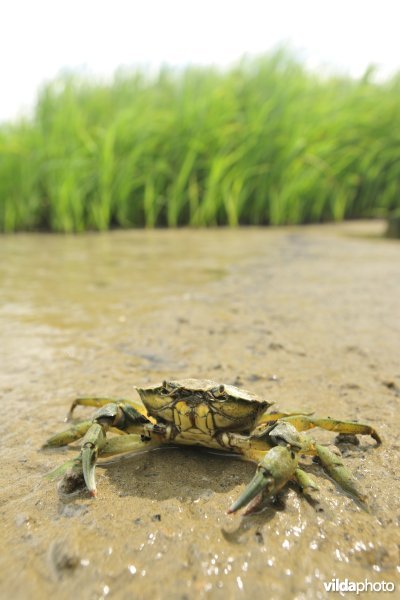 Strandkrab op het Paardenschor langs de Schelde