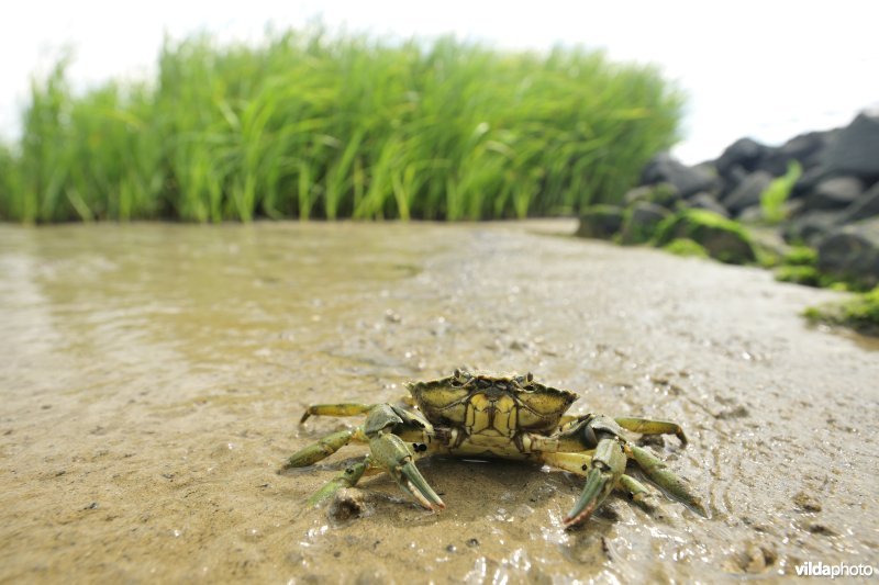 Strandkrab op het Paardenschor langs de Schelde