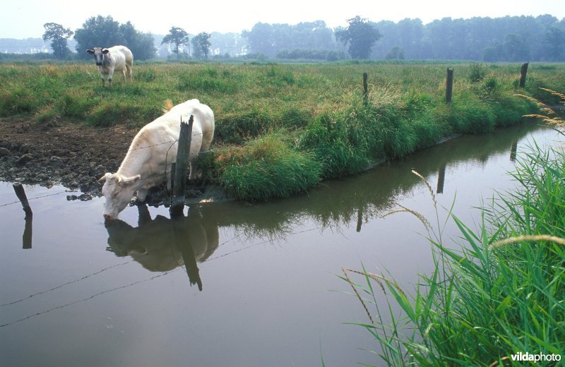 Drinkende koe in polders