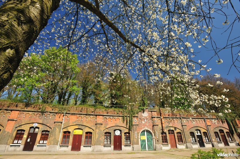 Bloeiende kerselaar in Fort Merksem
