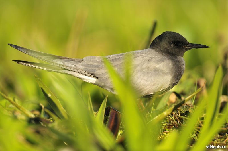 Zwarte stern tussen krabbescheer