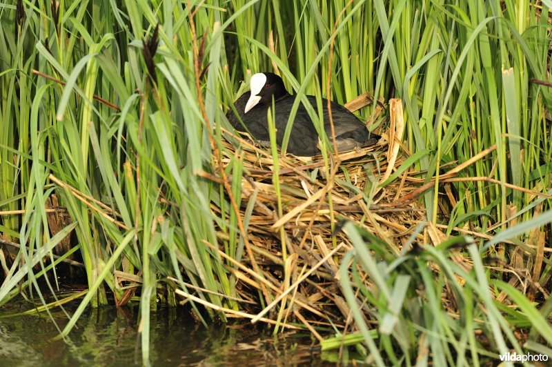 Meerkoet op nest