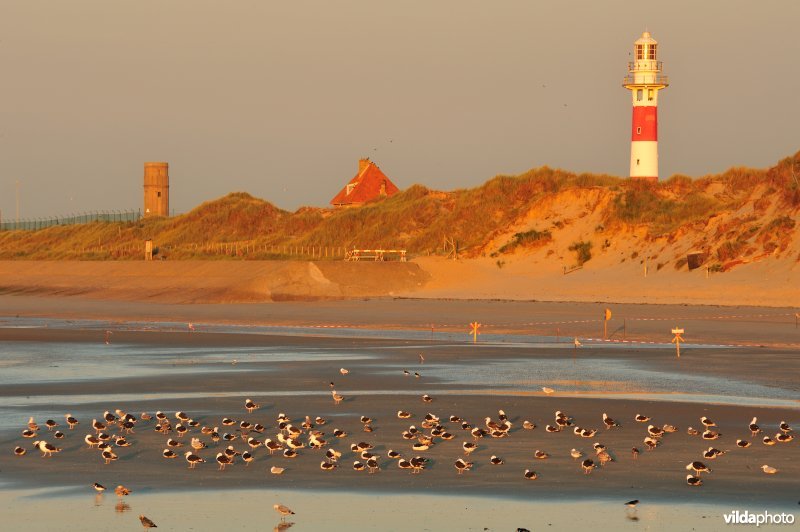 Strand van Lombardsijde