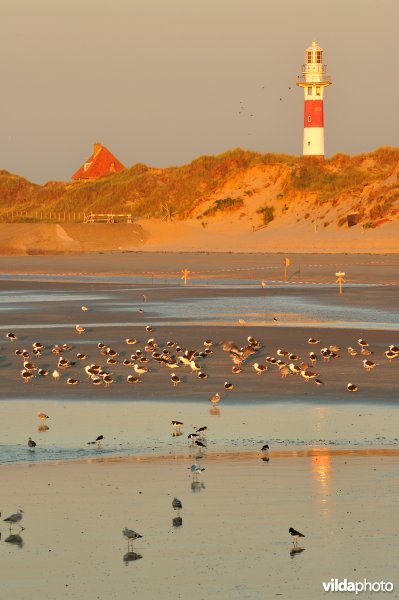 Strand van Lombardsijde