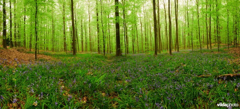 Hallerbos