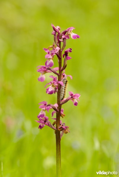 Mannetjesorchis