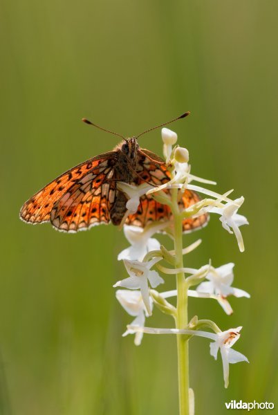 Portret van Zilveren maan op Welriekende Nachtorchis