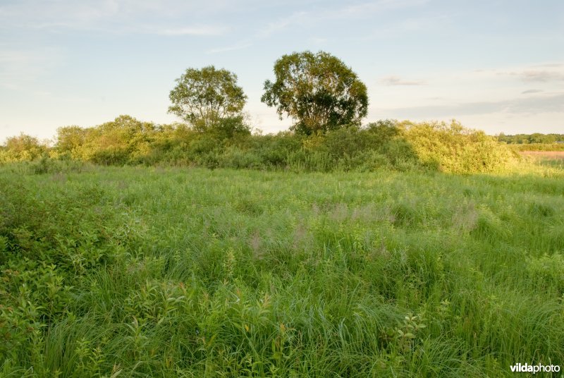 Biebrza, Polen