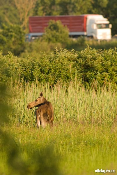 Vrouwtje Eland loopt in biezenmoeras in Polen