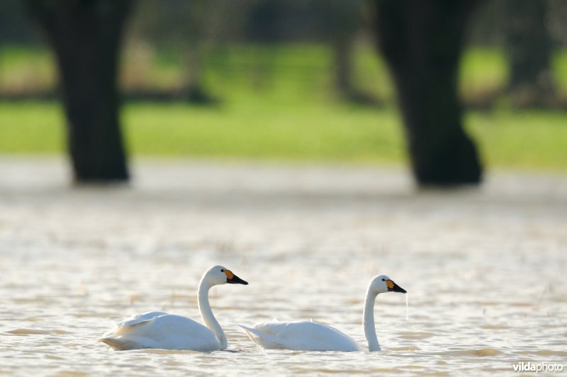 Kleine zwanen in IJzerbroeken