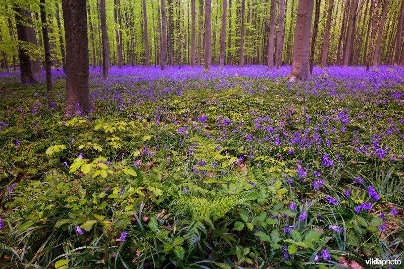 Hallerbos