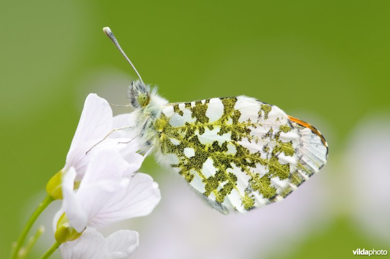 Oranjetipje op Pinksterbloem