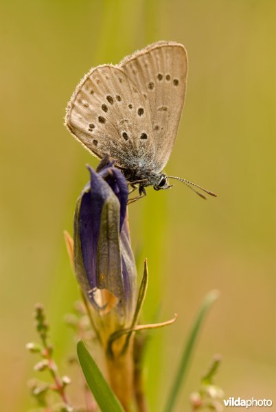 Gentiaanblauwtje