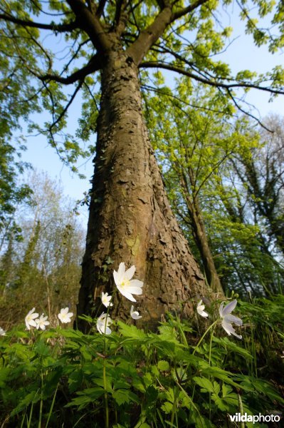 Anemoontjes onder boom
