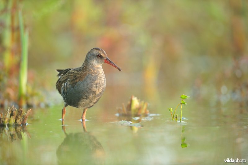 Waterral