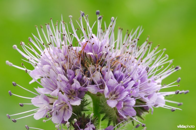 Bloem van Phacelia