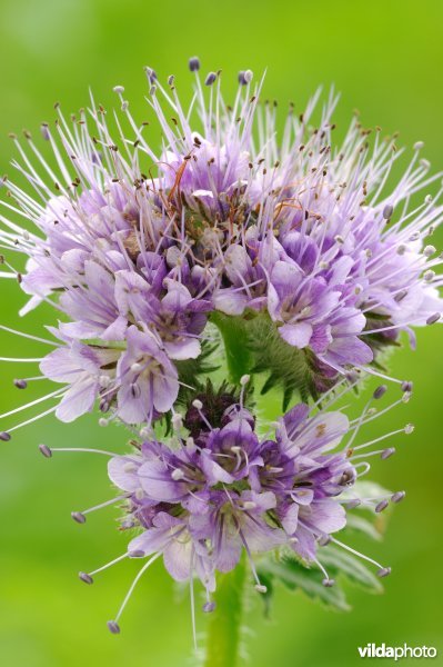 Bloem van Phacelia