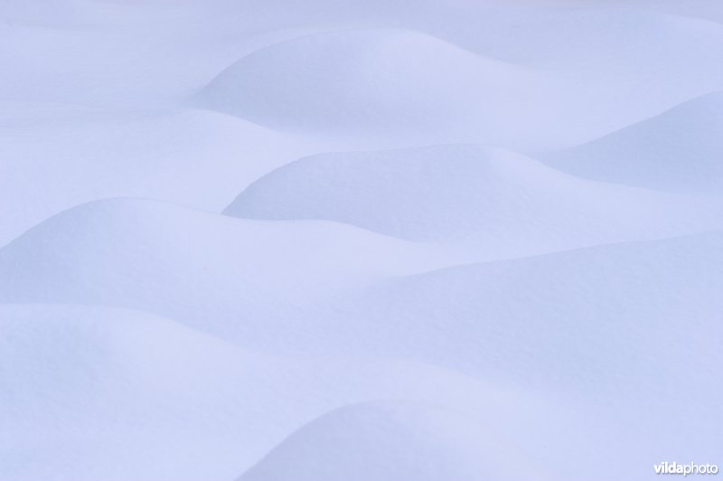 Sneeuwbulten in het bos