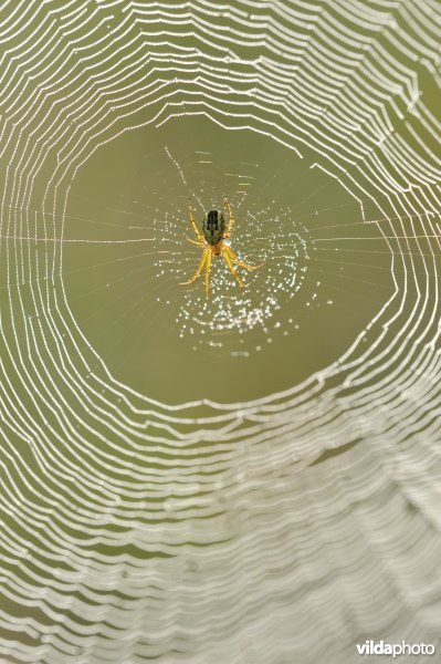 Driestreepspin