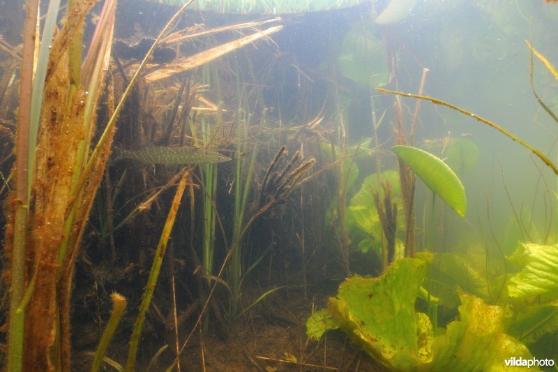 Snoek in de Boezemkade