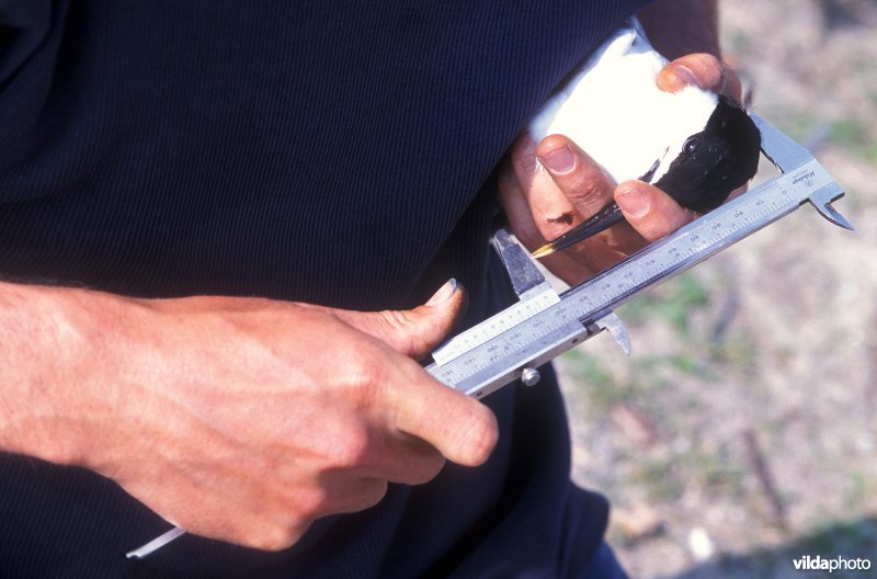 Opmeten van kop van Grote stern