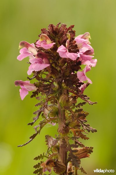 Moeraskartelblad