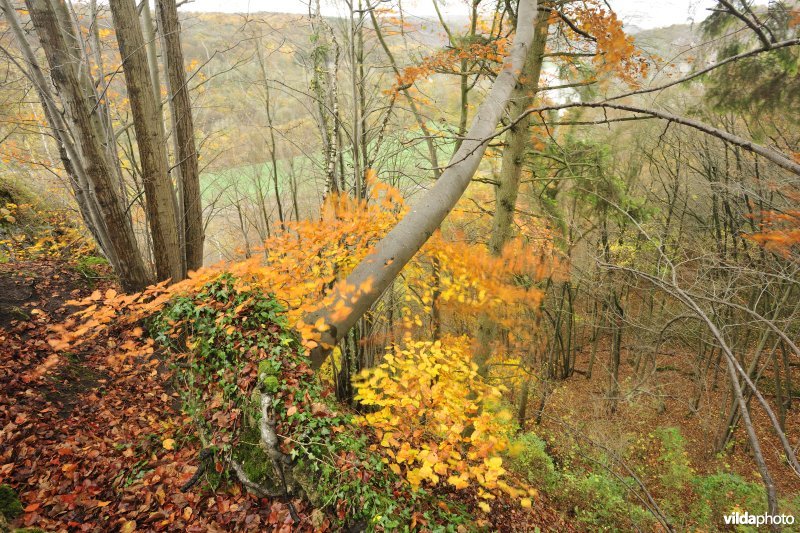 Bossen van Freyr
