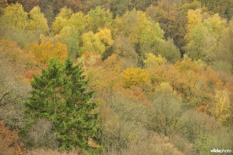 Bossen van Freyr