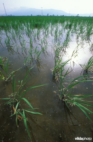 Rijstplantages op de Ebro-delta