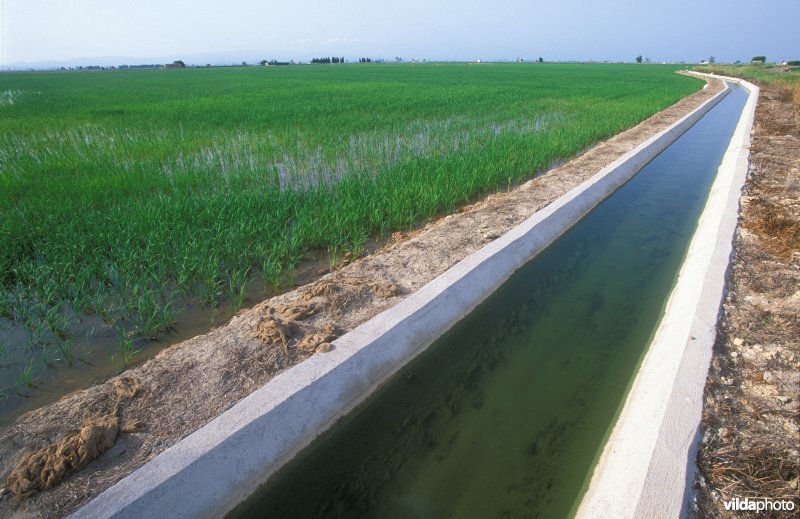 Rijstplantages op de Ebro-delta