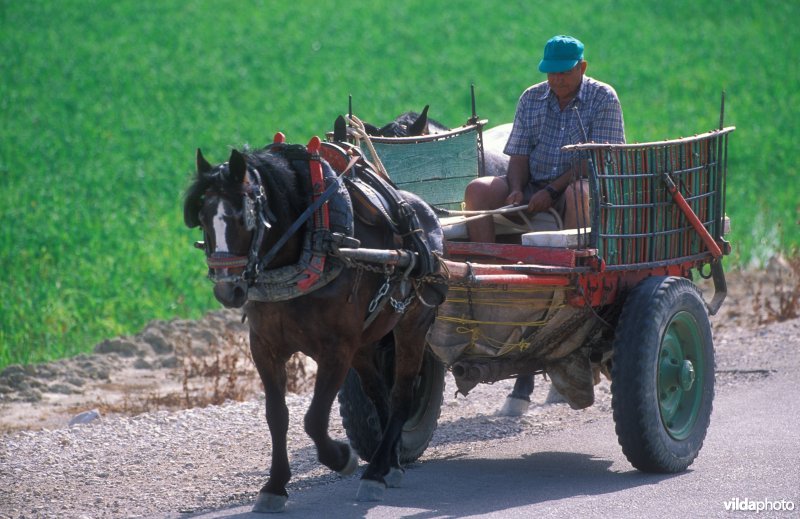 Rijstboer met paard en kar in de Ebro delta