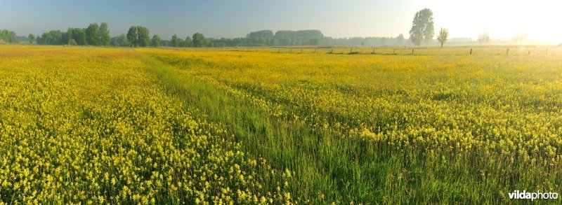 Hooilanden in de Langemeersen