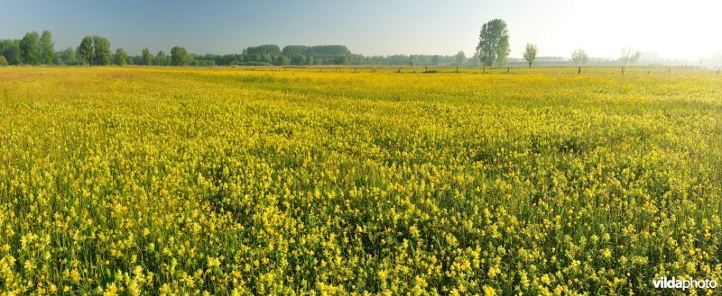 Hooilanden in de Langemeersen