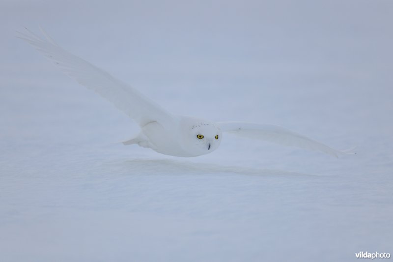 Aanvliegende Sneeuwuil