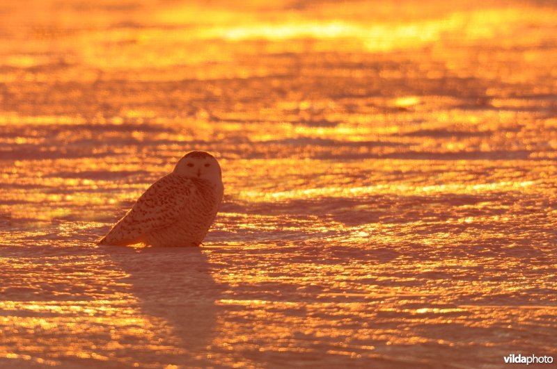 Sneeuwuil in tegenlicht