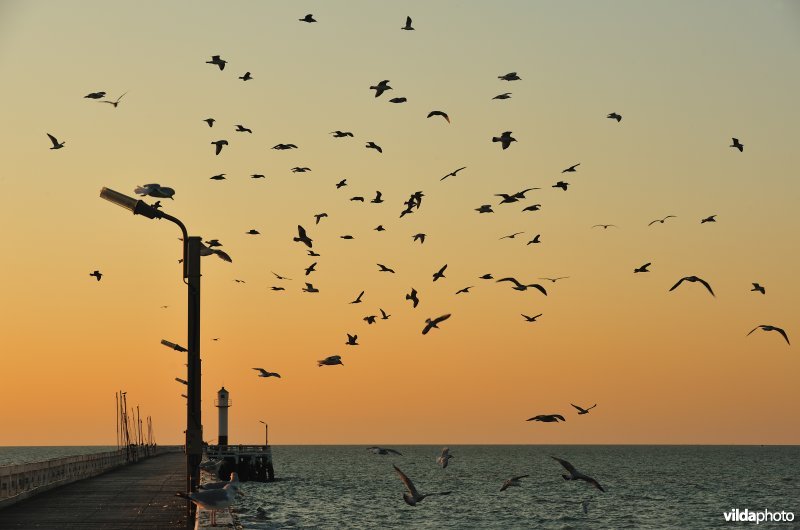 Oosterstaketsel aan het natuurreservaat de IJzermonding