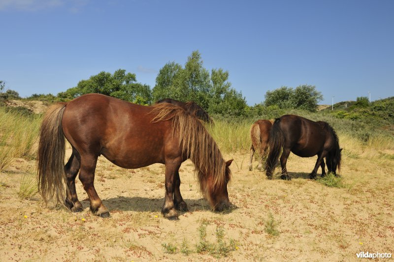Shetland-pony's in Ter Yde
