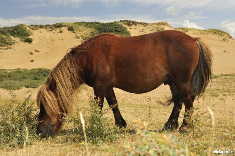 Shetland-pony in Ter Yde
