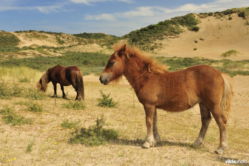 Shetland-pony's in Ter Yde