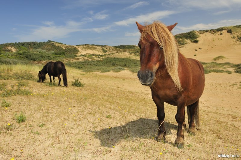 Shetland-pony's in Ter Yde