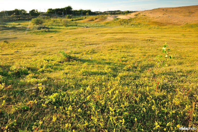 Duingrasland in Ter Yde