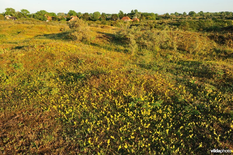 Duingrasland in Ter Yde