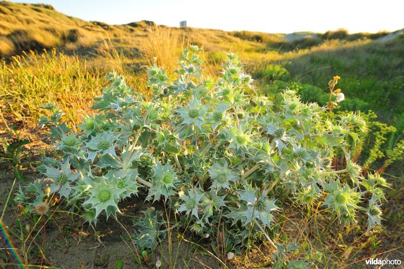 Blauwe zeedistel