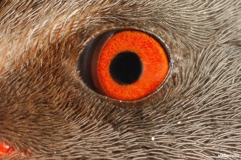 Oog van Waterral