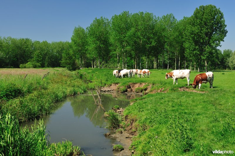 Polder van KBR