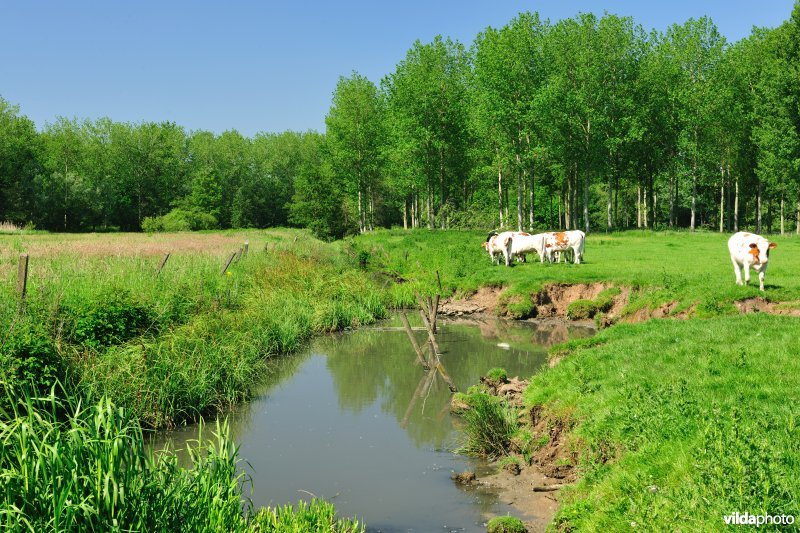 Polder van KBR