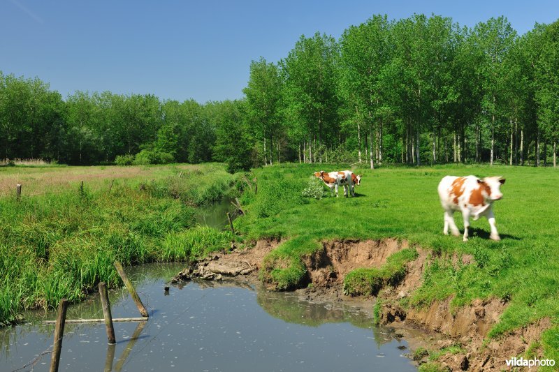 Polder van KBR