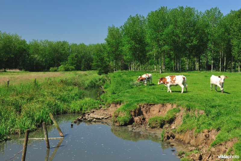 Polder van KBR