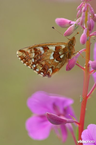 Veenbesparelmoervlinder