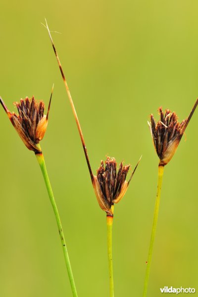 Zwarte knopbies